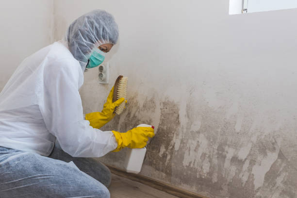 Best Fast Mold Removal  in Milton, GA