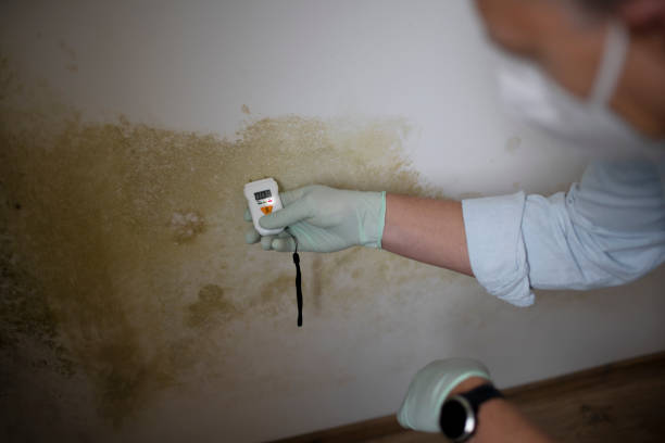 Best Residential Mold Removal  in Milton, GA