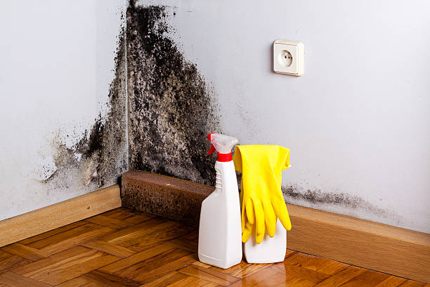 Best Attic Mold Removal  in Milton, GA