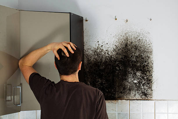 Best Local Mold Removal Service  in Milton, GA