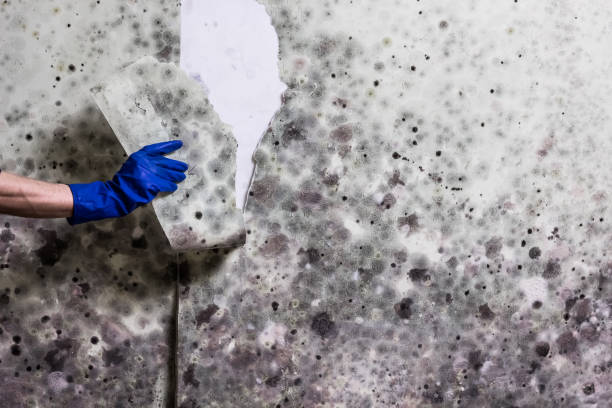 Best Mold Removal Company Near Me  in Milton, GA